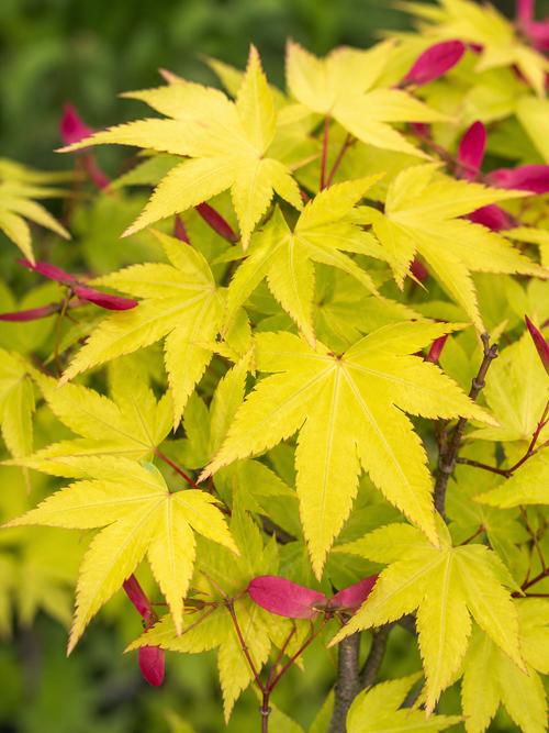 Acer palmatum Summer Gold