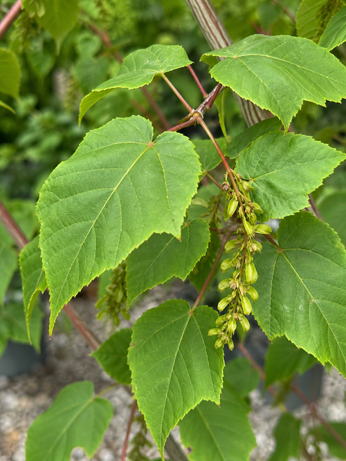 Érable à peau de serpent (Acer davidii)