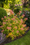 Image to render