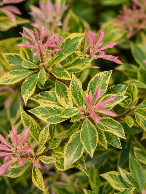 Abélia Grandiflora 'Kaléidoscope'