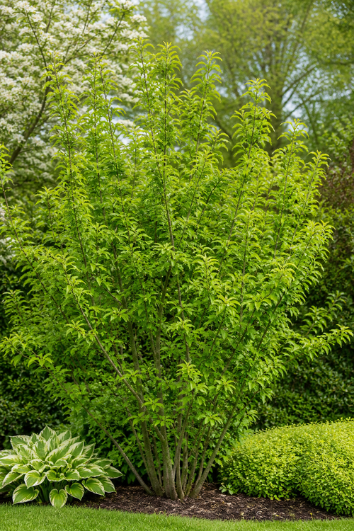 Cornouiller mâle (Cornus mas)