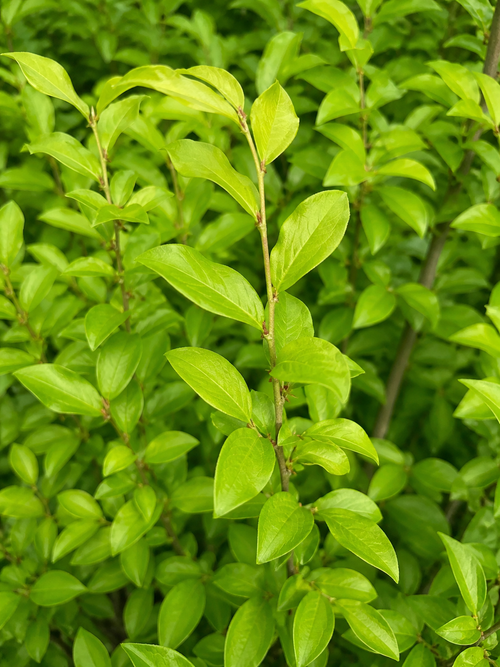 Cornouiller mâle (Cornus mas)