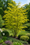 Image to render