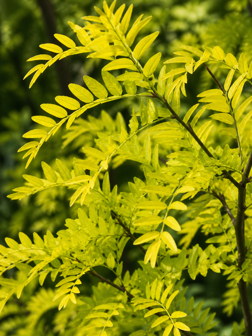 Févier d’Amérique doré (Gleditsia triacanthos Sunburst)