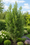 Image to render