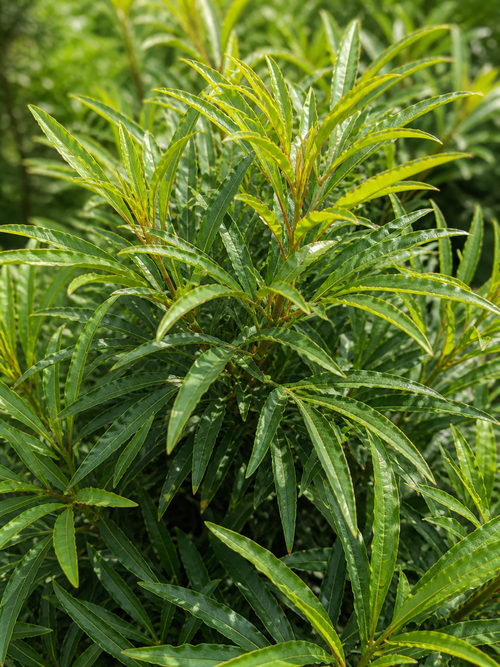 Mahonia Confusa Nara Hiri