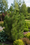 Image to render
