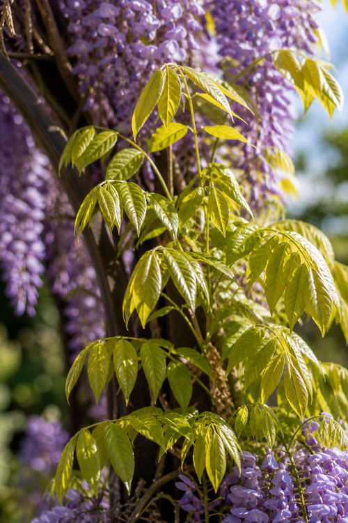 Glycine en Arche