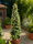 Image to render