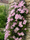 Image to render