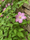 Image to render