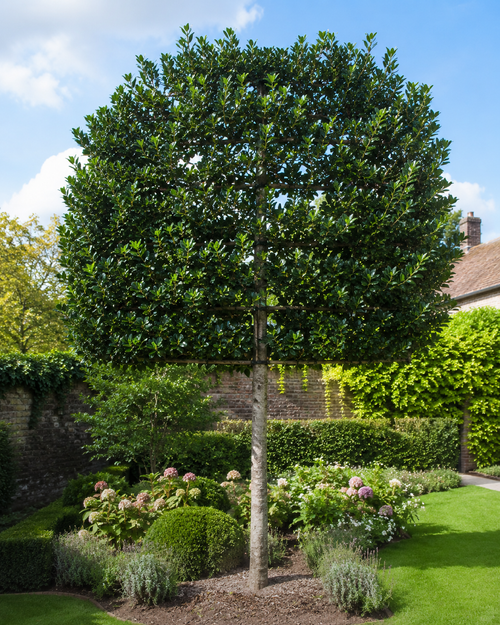 Houx d'ornement en tige palissé (Ilex Nellie R. Stevens)