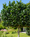Image to render
