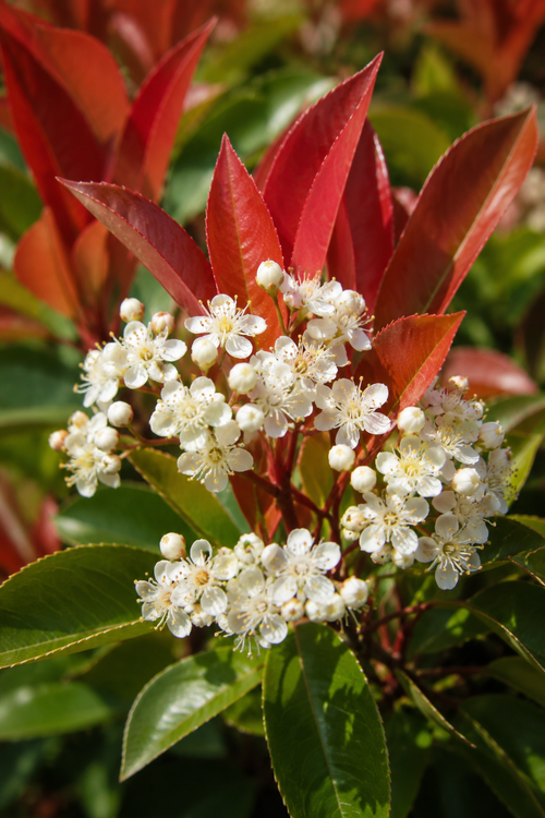 Photinia Red Robin (Palissade)