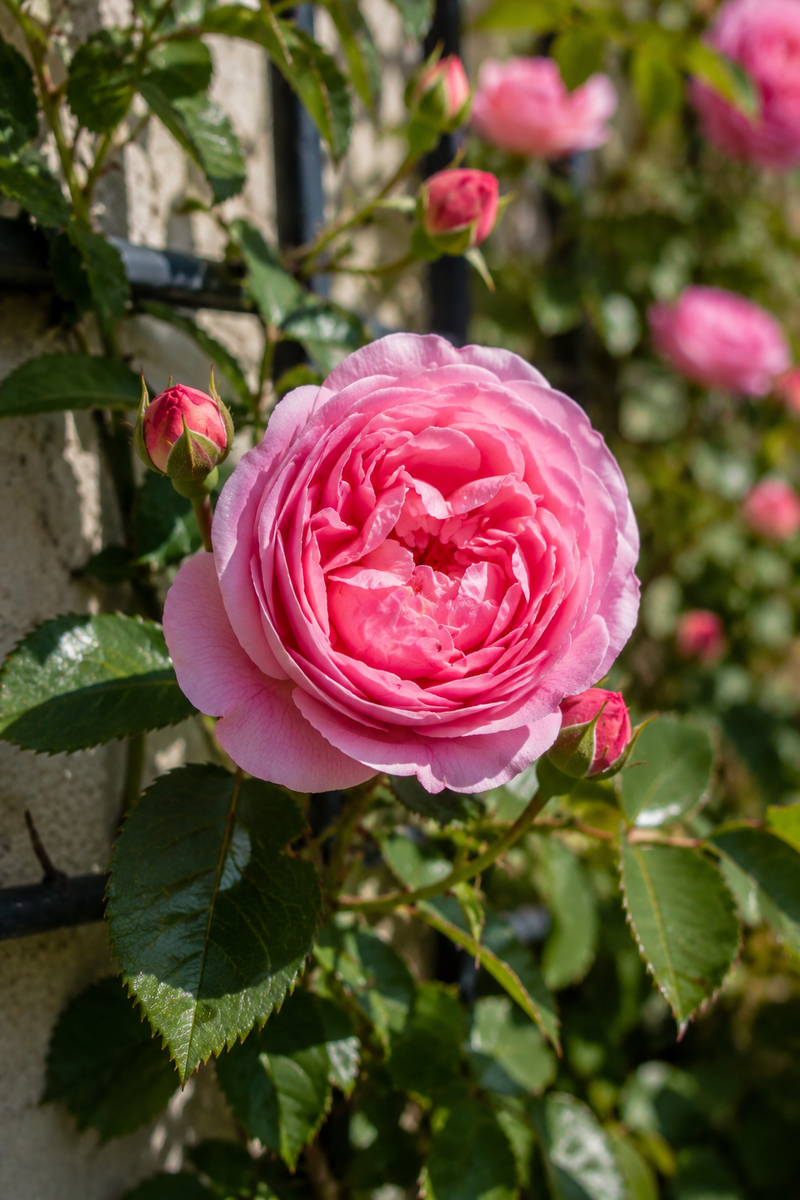 Rosier en Palissade