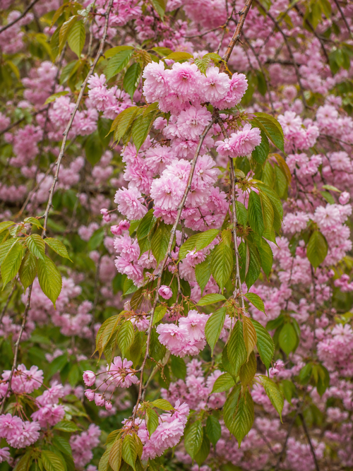 Cerisier Japonais pleureur à fleurs (Prunus Serrulata Kiku Shidare zakura)
