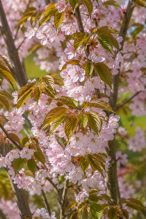 Cerisier à grappes Sunset Boulevard en touffe (Prunus Serrulata Sunset Boulevard)