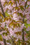 Image to render