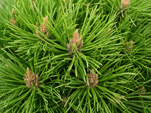 Pin Noir Nain (Pinus Nigra Nana)