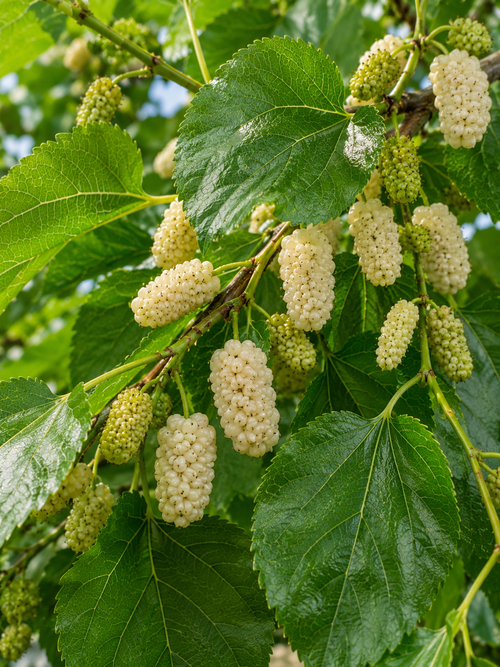 Mûrier blanc en demi-tige