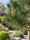 Image to render