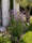 Image to render