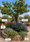 Image to render