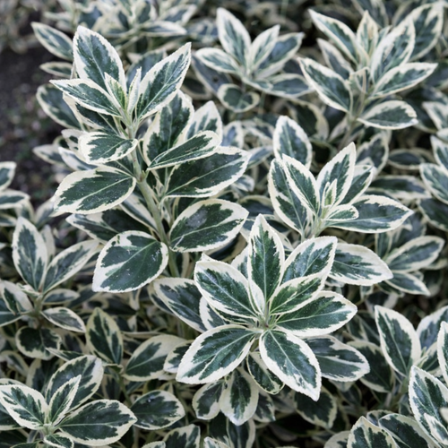 Fusain du Japon 'Bravo' (Euonymus Japonicus)