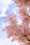 Image to render
