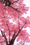 Image to render
