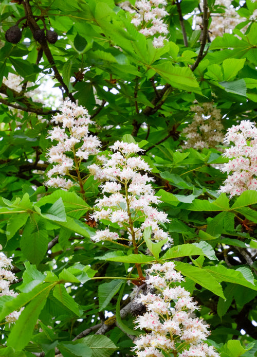 Châtaignier (Castanea sativa)