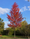 Image to render