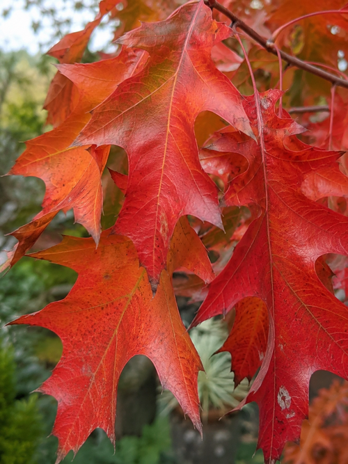 Chêne rouge d’Amérique (Quercus rubra)