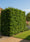 Image to render