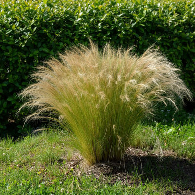 Cheveux d’ange (Stipa tenuissima)