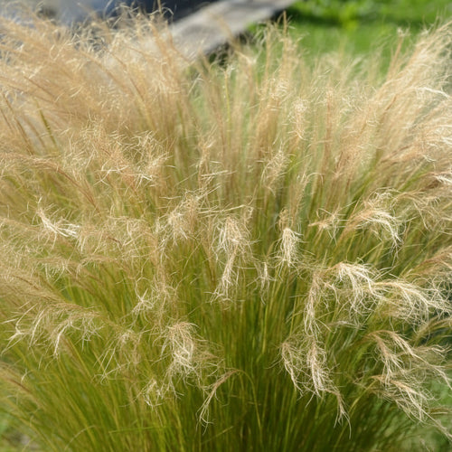 Cheveux d’ange (Stipa tenuissima)
