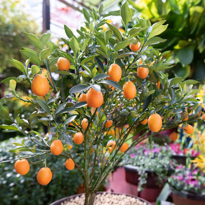 Citronnier Kumquat