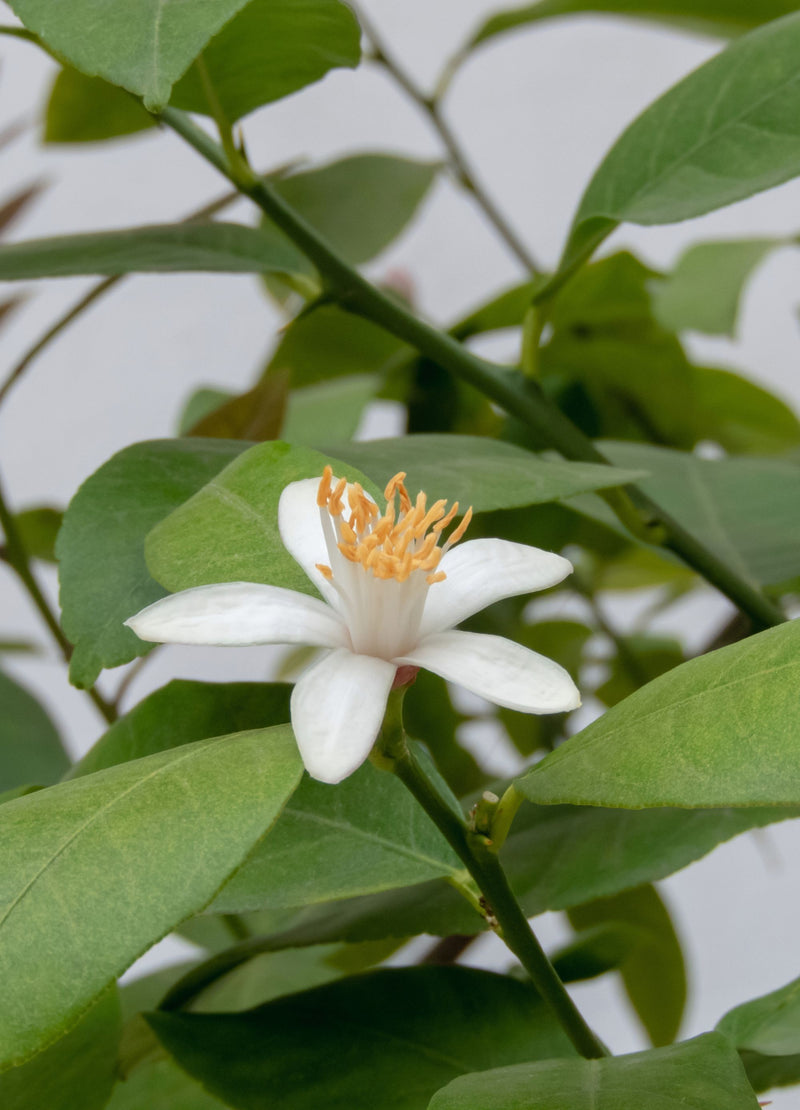 Citronnier Bergamote (Citrus bergamia)