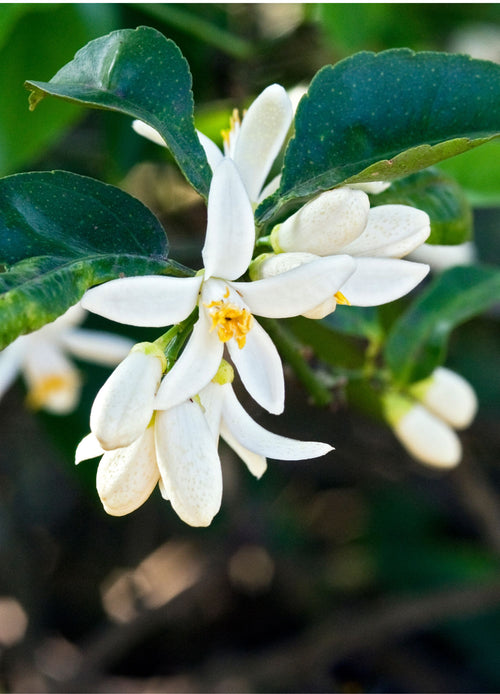 Citronnier Caviar (Microcitrus Australasica)