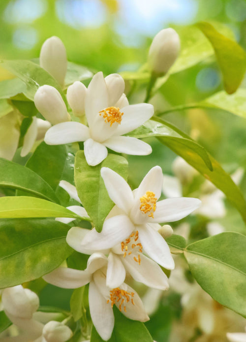 Citronnier Combava (Citrus Hystrix)