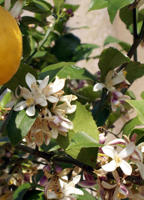 Citronnier Épineux (Poncirus trifoliata)