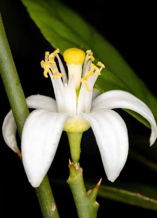 Citronnier Main de Bouddha (Citrus medica var. sarcodactylis)