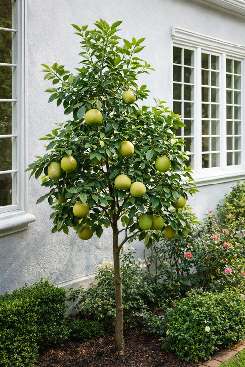 Pamplemoussier (Citrus maxima)