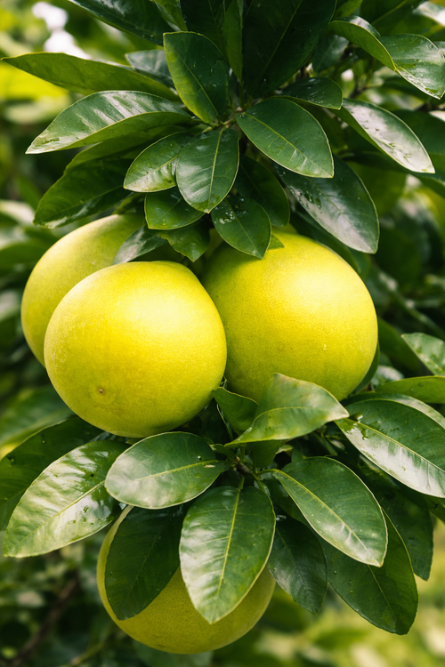 Pamplemoussier (Citrus maxima)