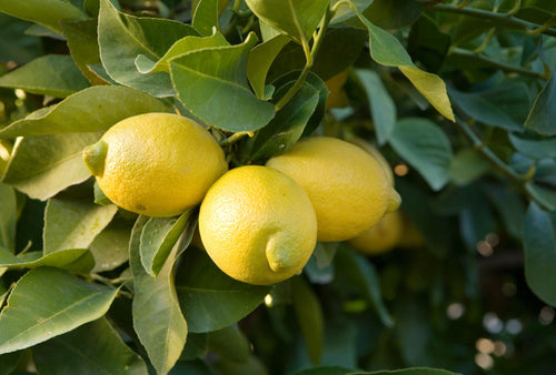 Citronnier Jaune (Citrus Limon)