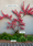 Image to render