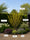 Image to render