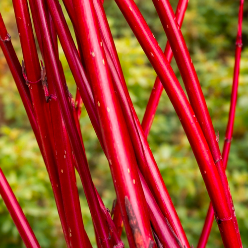 Cornouiller à bois décoratif (Cornus)