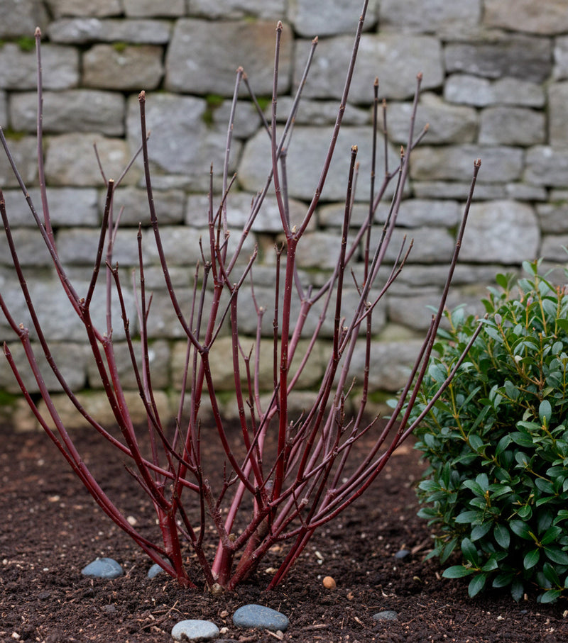 Cornouiller à Bois Noir (Cornus alba ‘Kesselringii’)