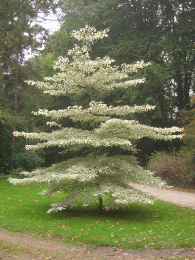 Cornouiller des Pagodes panaché (Cornus controversa Variegata)